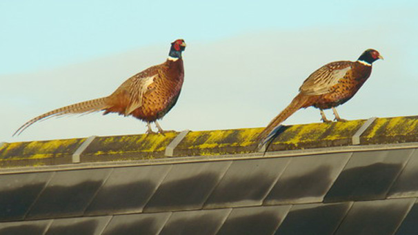 Evelyn Meikle noticed these pheasants enjoying the view over Sorn in Ayrshire.