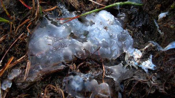 White jelly like substance