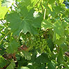 Vitis vinifera