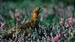 Red grouse. Copyright National Trust for Scotland. Licensor www.scran.ac.uk.