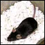 rato