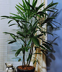Rhapis Plant