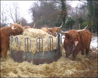 Highland cattle at Wandlebury