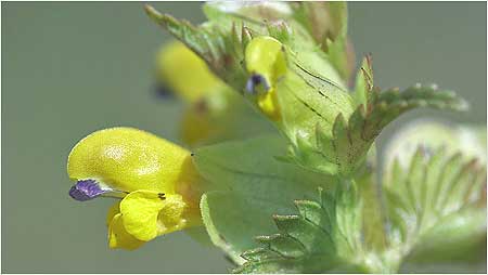 Yellow Rattle c/o Jaybee and NE Wildlife