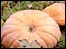 Pumpkin Club, Boot Inn, Berwick Saint James