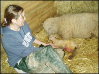 Jo Haskett, livestock technician with the lamb 