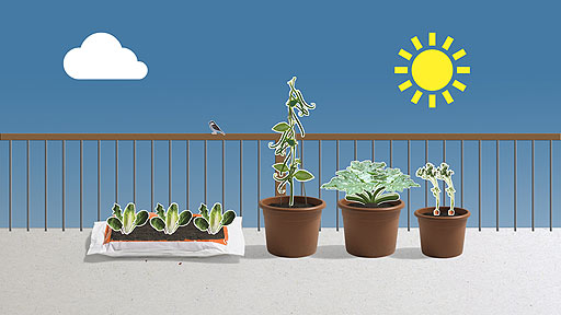 Salad leaves in a growbag, beans, courgettes and carrots in pots.