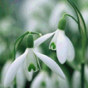Galanthus nivalis, Common snowdrop