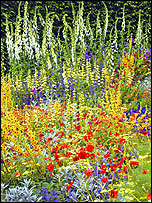 A splash of colour enhances any garden
