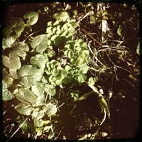 aquilegia and honesty