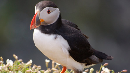 Colourful puffins in early summer