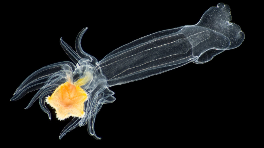 Luidia sarsi
