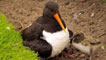 Oystercatcher and chick were spotted in in Crathes Castle Gardens, Aberdeenshire by Alan Crichton from Westhill.