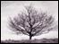 Linda Asquith: Tree