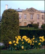Daffodils at Coombe Park 