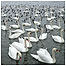 Welney Whooper Swans c/o RSPB Images/Michael Selby)