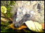 Hedgehog