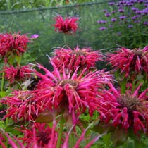 Monarda