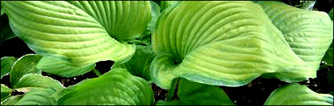 Hosta 'Fran Godfrey'