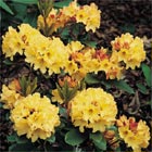 Rhododendron