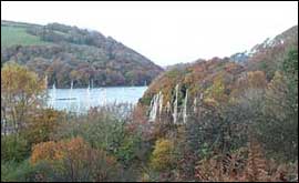 The woods along the River Dart near Kingswear