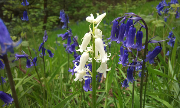 white_bluebell_595.jpg
