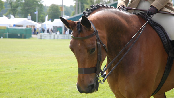 Working Hunter on display in the showground.