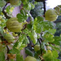 Gooseberry