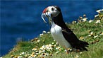 Puffin. Photo: David Smith