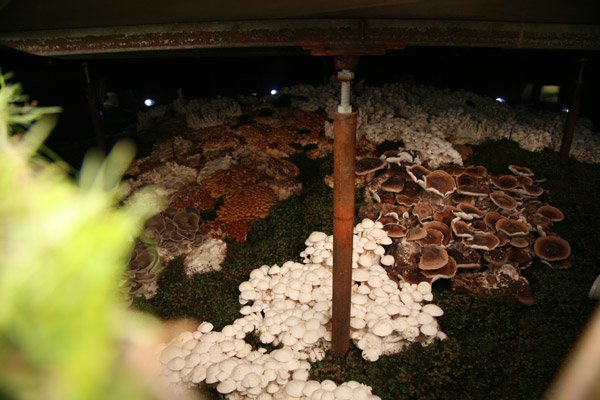 Inside Landscape Obscured