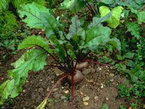 Beetroot