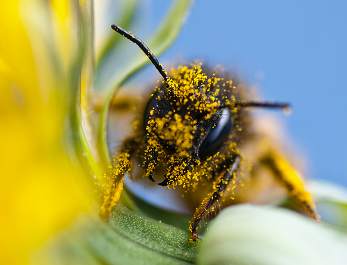 bee covered in pollen by markj68