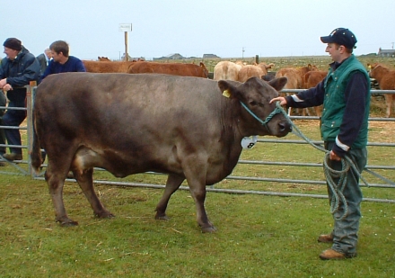 A Fine Cow at the Sanday Show 2007.