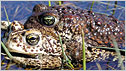 Mating natterjack toads c/o Ash Bennet