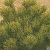 Pinus mugo