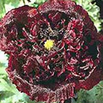 Papaver 'Black Paeony'