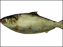 हिलसा मछली