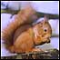 Scots Pine film (Image:Red Squirrel)
