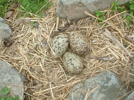2. Nest 4th June 2006