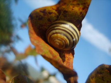 Snail on Leaf
