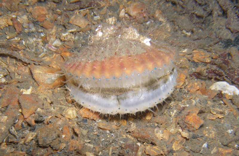 A scallop. Blue dots are the eyes.