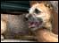 Border Terrier
