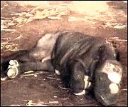 The calf soon after it was born