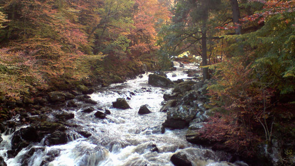 Red, gold and orange trees next to a river
