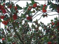 Plant with red berries