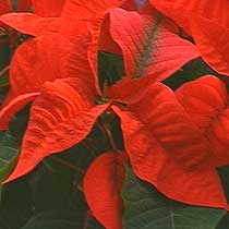 Euphorbia pulcherrimum