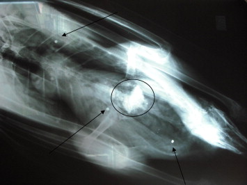 X ray of gun pellets embedded in a swan (image: Julia Newth/WWT)