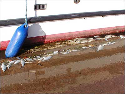 Dead fish at Potter Heigham.