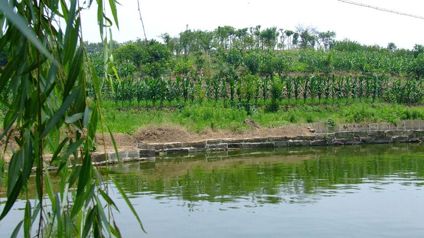 Fish pond on a farm - a government diversification project.