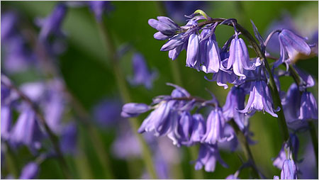 Bluebells